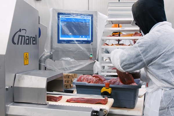 Putting Meat on Conveyor Belt